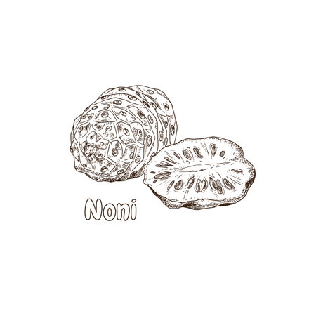 Hand drawn fresh whole noni and cut in half. superfood. Vector illustration isolated on white background.のイラスト素材