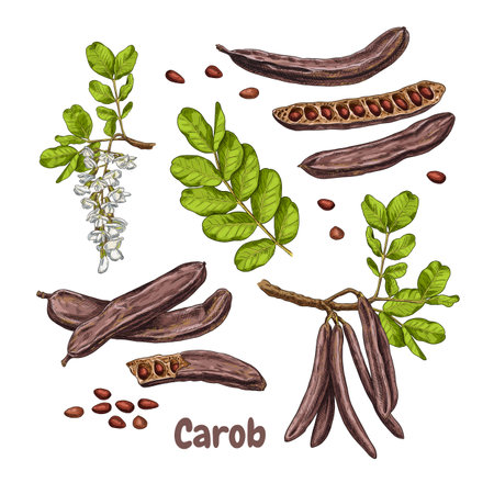 hand drawn carob. Set sketches with branch of carob, flowers, leaves, seeds and carob pods. superfood. Vector illustration isolated on white background.のイラスト素材