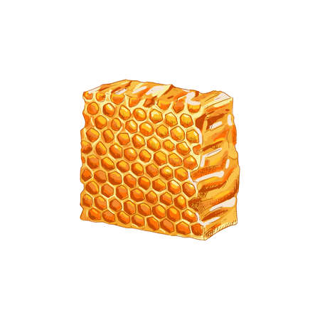 Hand drawn honey comb isolated on white background. vector illustration.のイラスト素材
