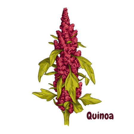Hand drawn quinoa plant with leaves. superfood. Vector illustration isolated on white background.のイラスト素材