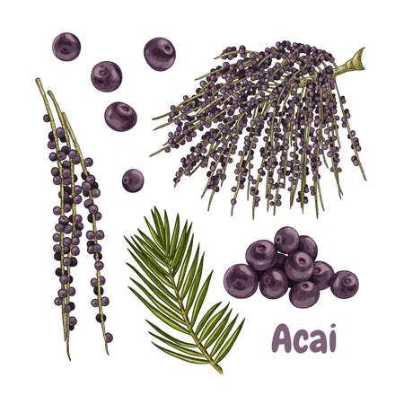 Hand drawn acai. Set sketches with acai palm branch, leaves and berries. superfood. Vector illustration isolated on white background.のイラスト素材