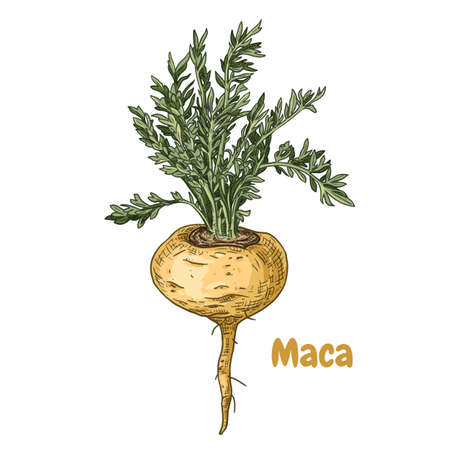 Hand drawn maca leaves. superfood. Vector illustration isolated on white background.のイラスト素材