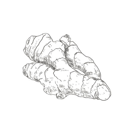 Hand drawn ginger root. Isolated sketch on white background. vector illustration.のイラスト素材