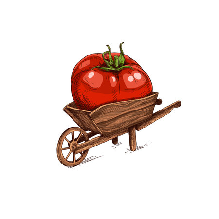 Hand drawn farmer wooden cart with tomato. Farm fresh delivery design template. Vector illustration isolated on white background.のイラスト素材