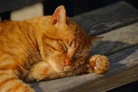 Istanbul catの写真素材