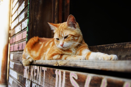 Istanbul catの写真素材