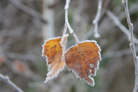 frozen leavesの写真素材