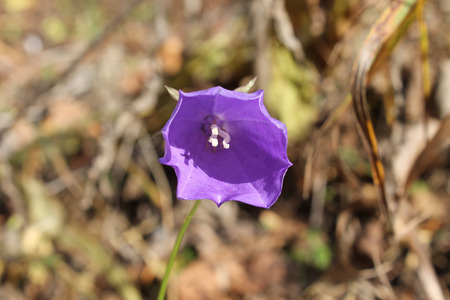 purple flowerの写真素材