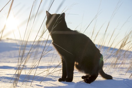 A young black cat outdoors in winterの写真素材