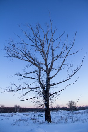 lonely oak tree at sunsetの写真素材