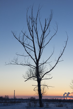 lonely oak tree at sunsetの写真素材