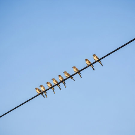 A row of tiny brown birds patiently perched in unison on a single black utility wire, silhouetted against a bright, cloudless blue sky, showcasing natural order and calm moments.の素材