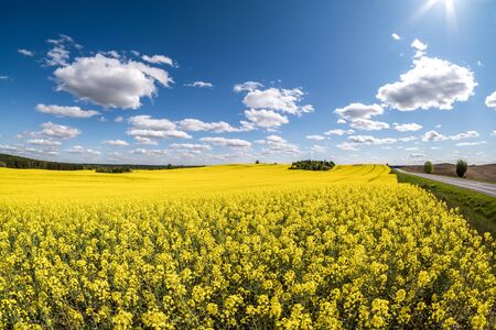 Field of beautiful springtime golden flower of rapeseed with blue skyの写真素材