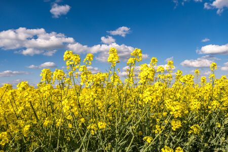Field of beautiful springtime golden flower of rapeseed with blue skyの写真素材