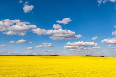 Field of beautiful springtime golden flower of rapeseed with blue sky