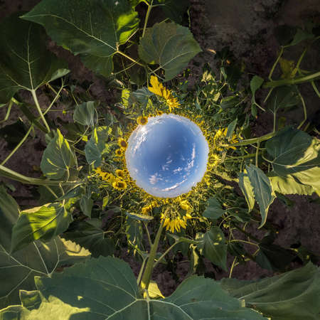 Inversion of little planet transformation of spherical panorama 360 degrees. Spherical abstract aerial view on sunflowers field with awesome beautiful clouds. Curvature of space.の写真素材