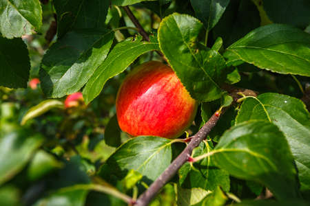 large ripe red apples hanging from tree branch in orchard ready for harvesting