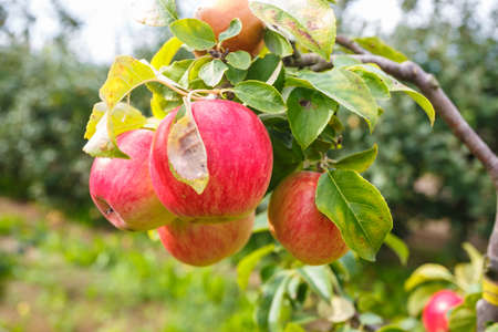 large ripe red apples hanging from tree branch in orchard ready for harvesting