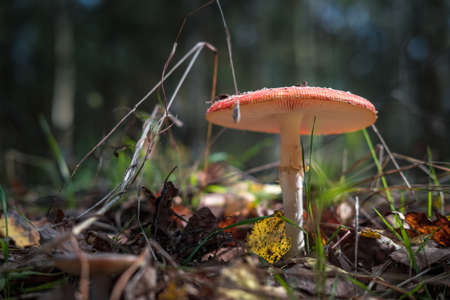 Amanita muscari. Toxic and hallucinogen beautiful red-headed mushroom Fly Agaric in grass on autumn...