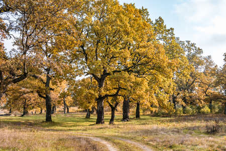 beautiful landscape in oak grove with clumsy branches near river in gold autumnの写真素材