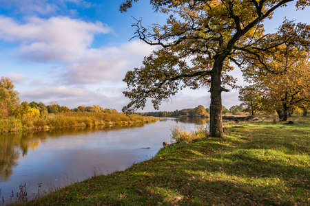 beautiful landscape in oak grove with clumsy branches near river in gold autumn