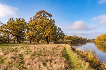 beautiful landscape in oak grove with clumsy branches near river in gold autumnの写真素材