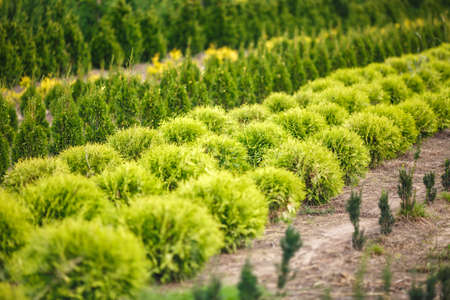 rows of young conifers in greenhouse with a lot of plants on plantationの写真素材