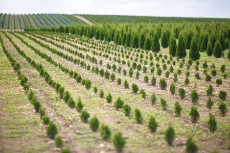 rows of young conifers in greenhouse with a lot of plants on plantationの写真素材
