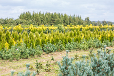 rows of young conifers in greenhouse with a lot of plants on plantationの写真素材