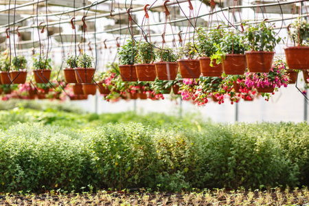 rows of young flowers in greenhouse with a lot of indoor plants on plantationの写真素材
