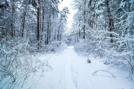 winter pine trees forest covered with snow. Beautiful winter panorama at snowfallの写真素材
