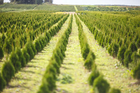 rows of young conifers in greenhouse with a lot of plants on plantationの写真素材