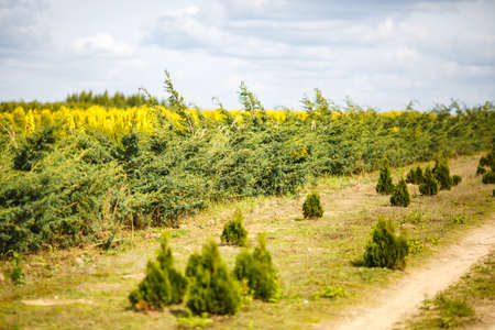 rows of young conifers in greenhouse with a lot of plants on plantation
