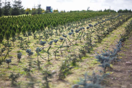 rows of young conifers in greenhouse with a lot of plants on plantationの写真素材