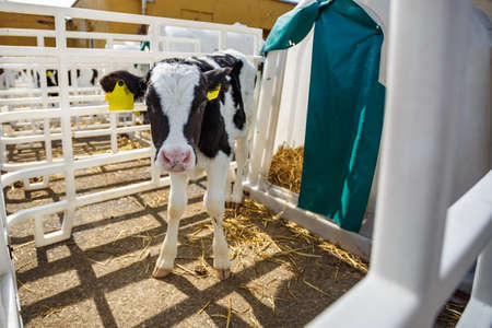 Livestock cow farm. Herd of black white calfs are looking at the camera with interest. Breeding cows in free animal husbandry. Cowshedの写真素材
