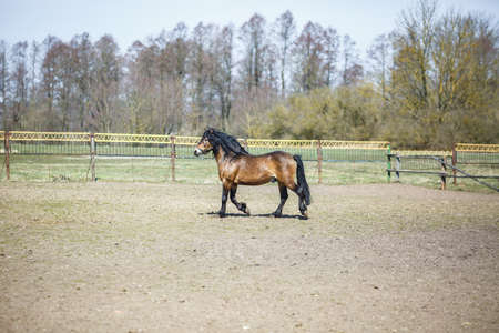 beautiful brown horse with a black mane walks behind the fence