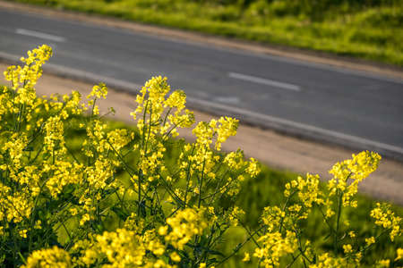 Field of beautiful springtime golden flower of rapeseed is plant for green industryの写真素材