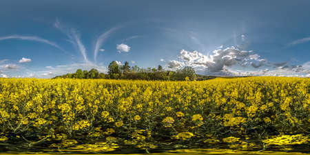 full seamless spherical hdri panorama 360 degrees angle view on among rapeseed canola colza fields...