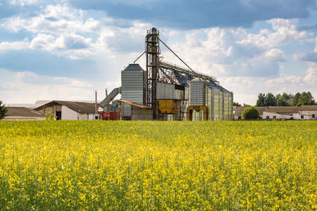 Modern Granary elevator near rapeseed field. Silver silos on agro-processing and manufacturing plant for processing drying cleaning and storage of agricultural products. seed cleaning lineの写真素材