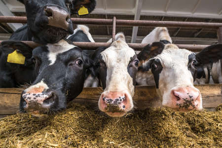 Breeding cows in free animal husbandry. Cowshed. Livestock cow farm. Herd of black white cows are looking at the camera with interest.の写真素材