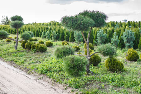 plantation of young conifers in greenhouse with a lot of plantsの写真素材