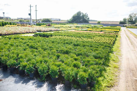 plantation of young conifers in greenhouse with a lot of plants