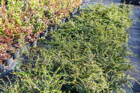 plantation of young conifers in greenhouse with a lot of plants