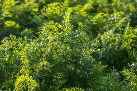 plantation of young carrots in greenhouse with a lot of plants
