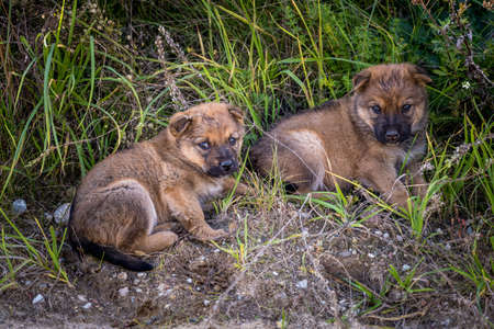 two homeless puppies dogs sit together in the grassの写真素材