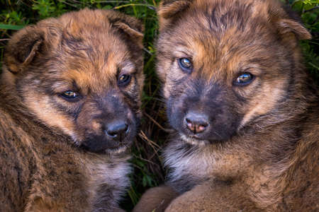 three homeless puppies dogs play together on the gravel roadの写真素材