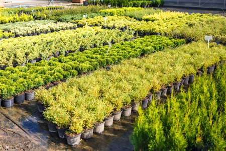 rows of young conifers in greenhouse with a lot of plants on plantation