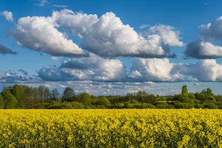 field of beautiful springtime golden flower of rapeseed, canola colza in Latin Brassica napus with...