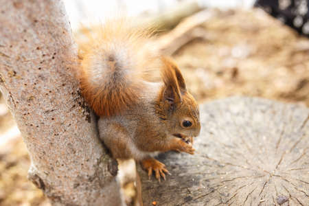 adult squirrel eats nuts and other food from human hands