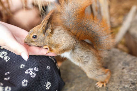 adult squirrel eats nuts and other food from human handsの写真素材